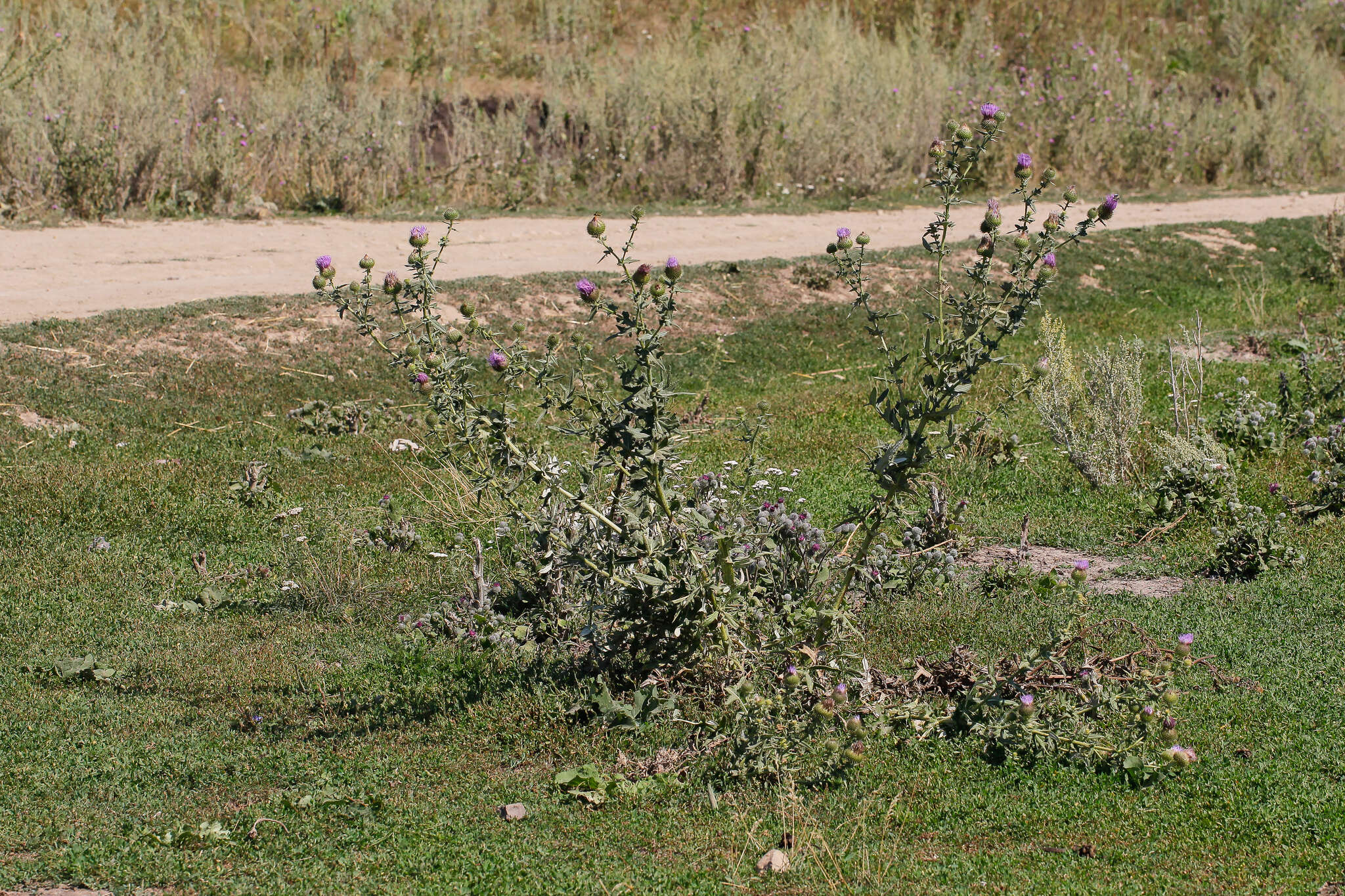 Image de Cirsium serrulatum (M. Bieb.) Fischer