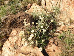 Image of Dwarf Everlasting