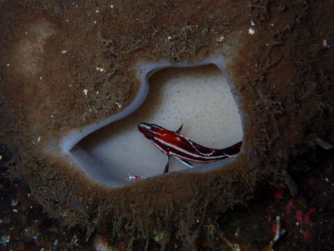 Image of Yelloweye rockfish