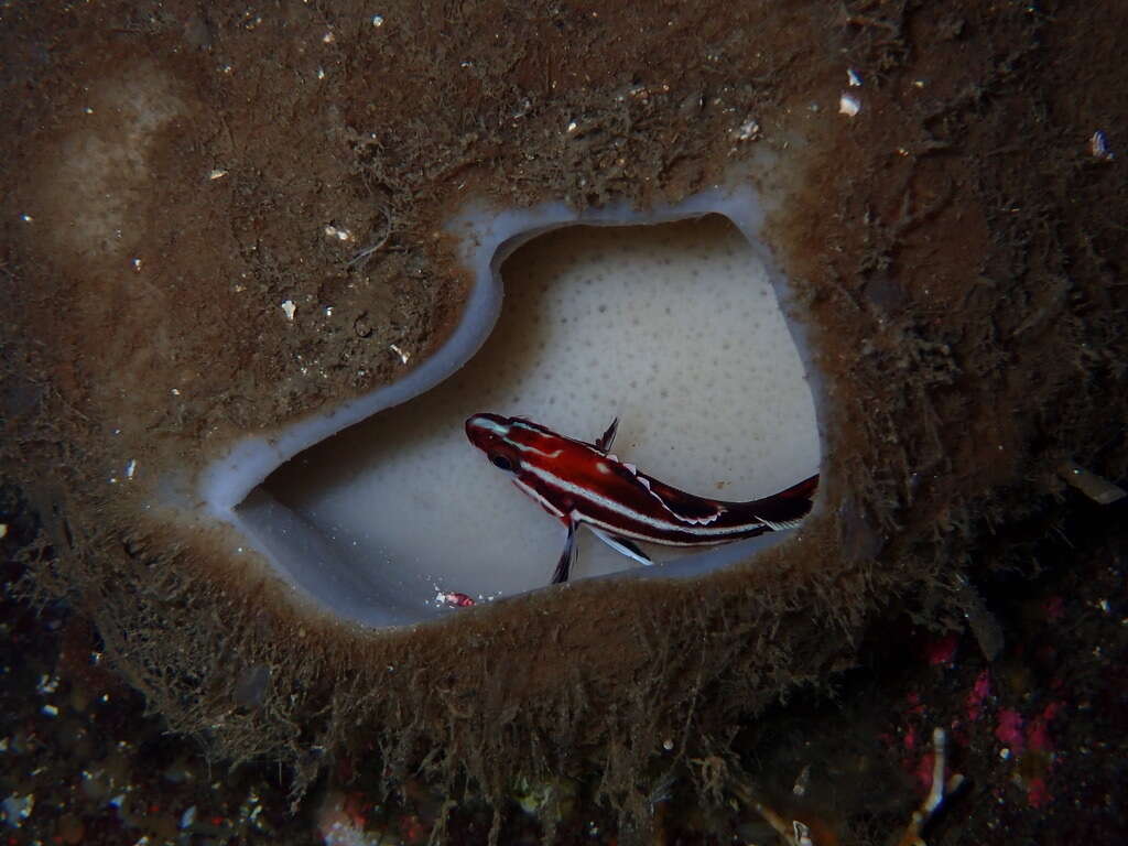 Image of Yelloweye rockfish