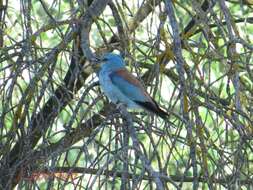 Image of Coracias garrulus garrulus Linnaeus 1758