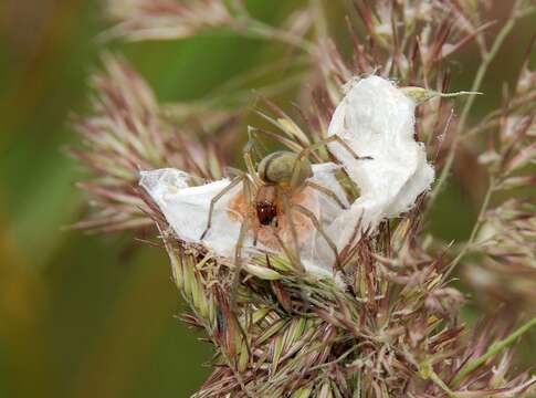 Слика од Cheiracanthium erraticum (Walckenaer 1802)