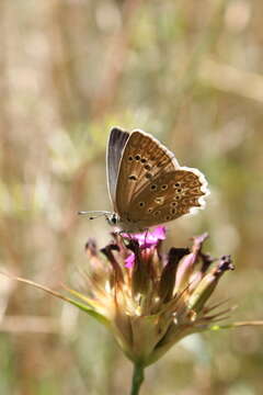 Image of Polyommatus daphnis