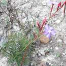 Image of Mandevilla myriophyllum (Taub.) R. E. Woodson