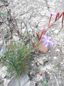 Image of Mandevilla myriophyllum (Taub.) R. E. Woodson