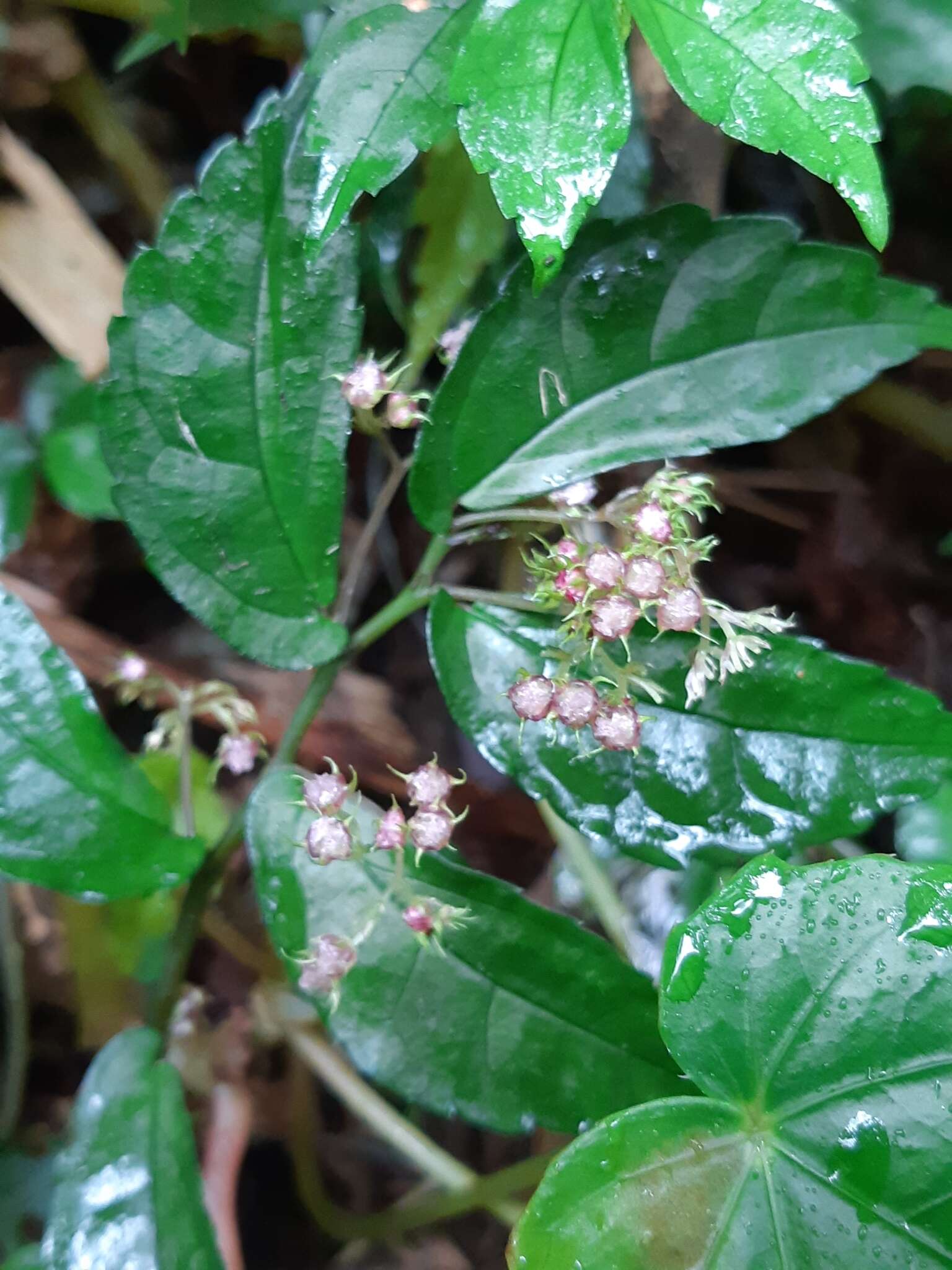 Image of Pellionia radicans (Sieb. & Zucc.) Wedd.