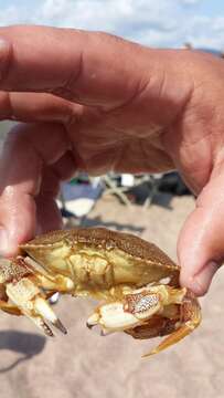 Image of Atlantic Rock Crab