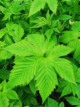 Image of Filipendula palmata (Pall.) Maxim.