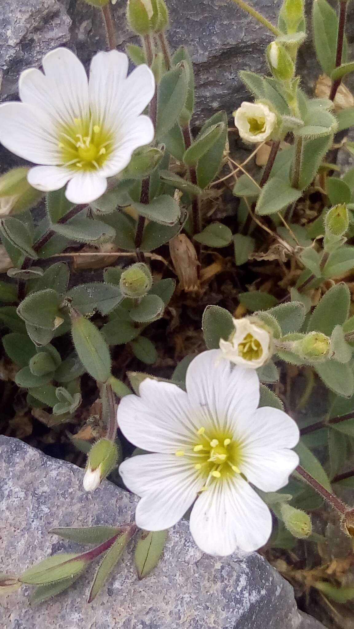 صورة Cerastium latifolium L.