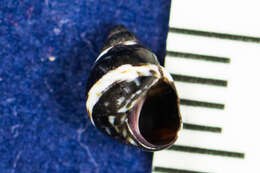 Image of Littorina scutulata Gould 1849