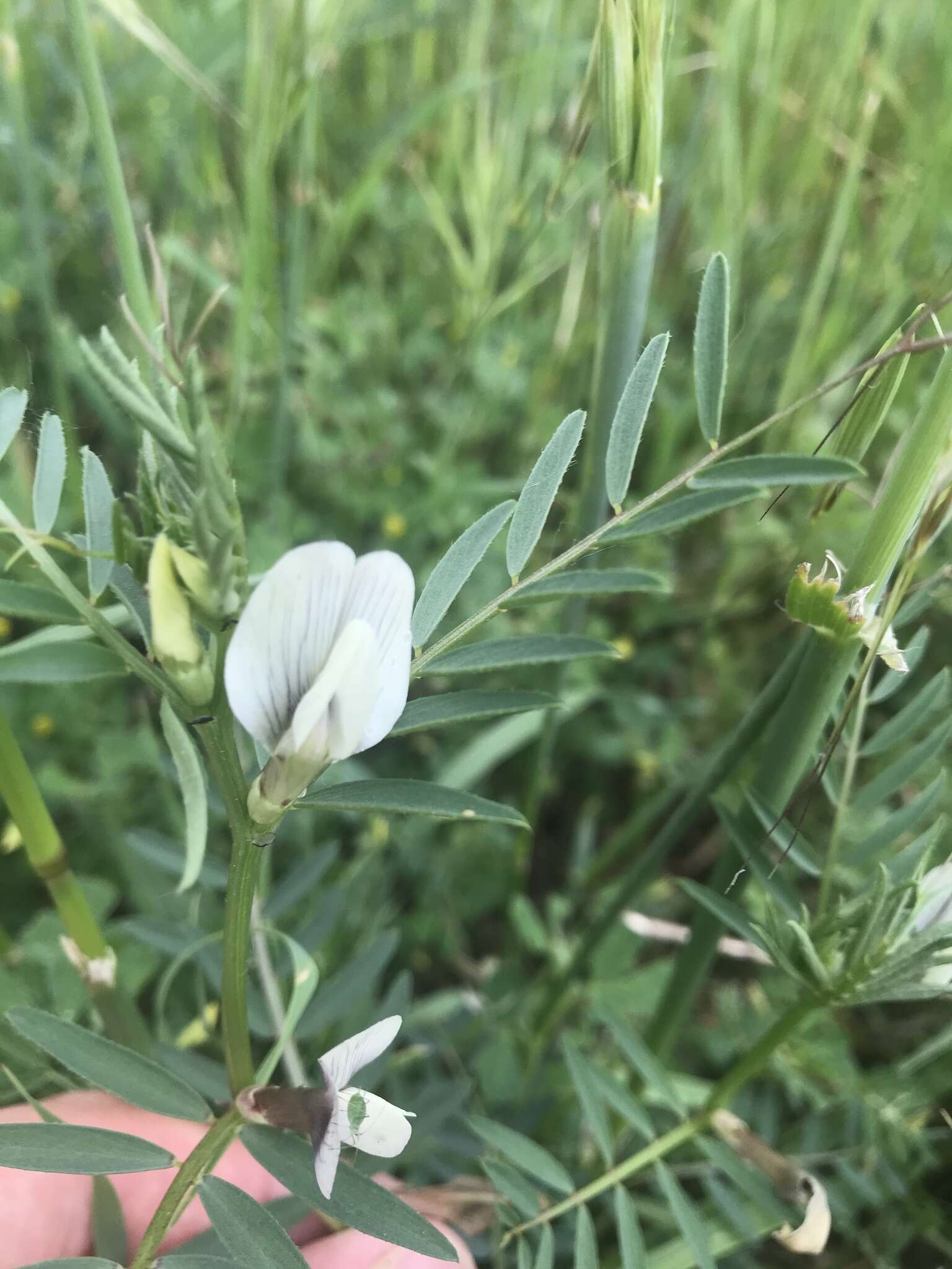 Image of smooth yellow vetch