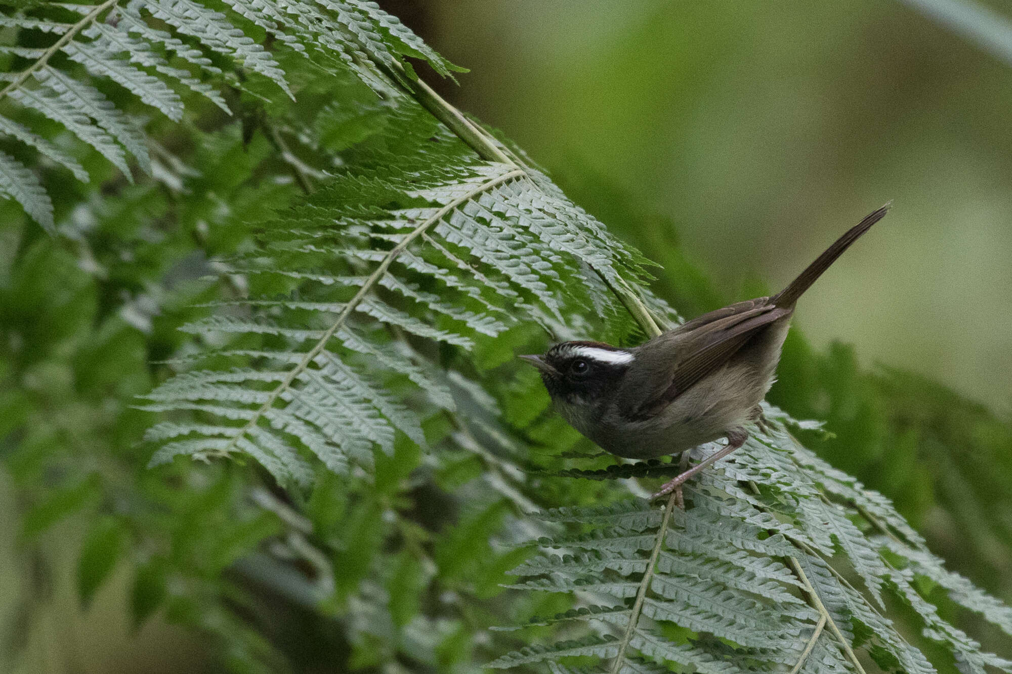 Image of Black-cheeked Warbler