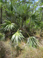 Image of white thatch palm