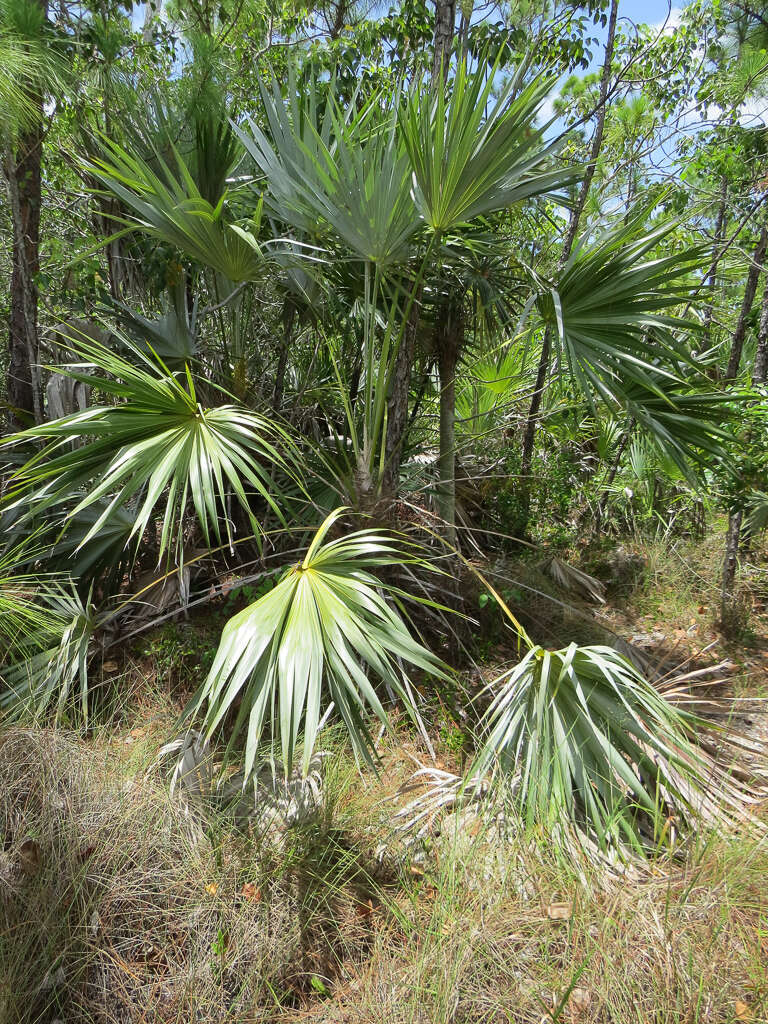 Leucothrinax resmi