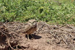 Image of Athene cunicularia rostrata (Townsend & CH 1890)