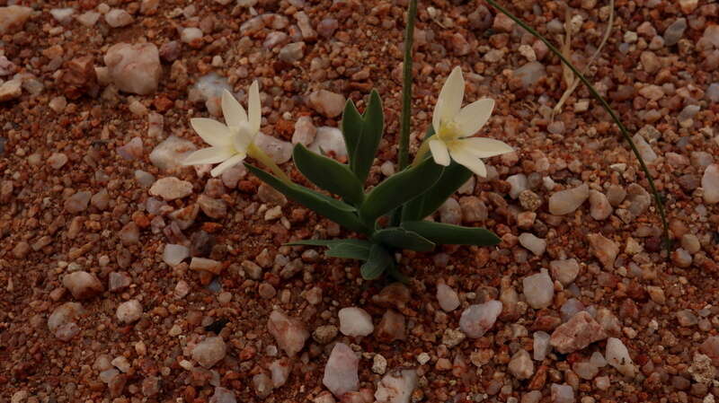 Image of Lapeirousia arenicola Schltr.