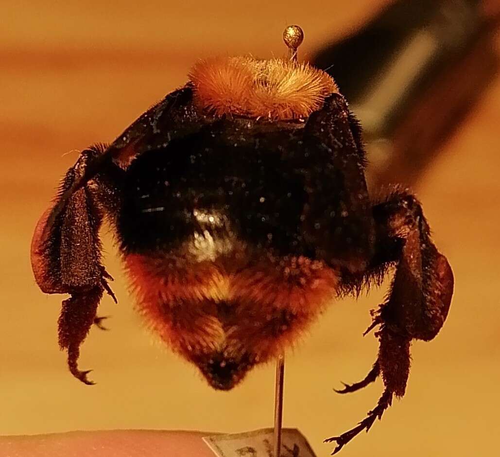 Imagem de Bombus bellicosus Smith 1879