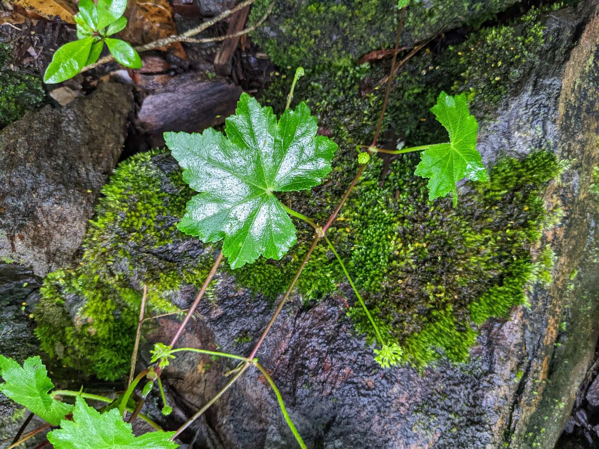 Image of Hydrocotyle grossulariifolia Rusby