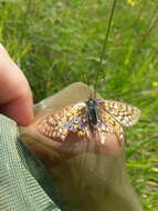 Euphydryas aurinia provincialis (Boisduval 1828)的圖片