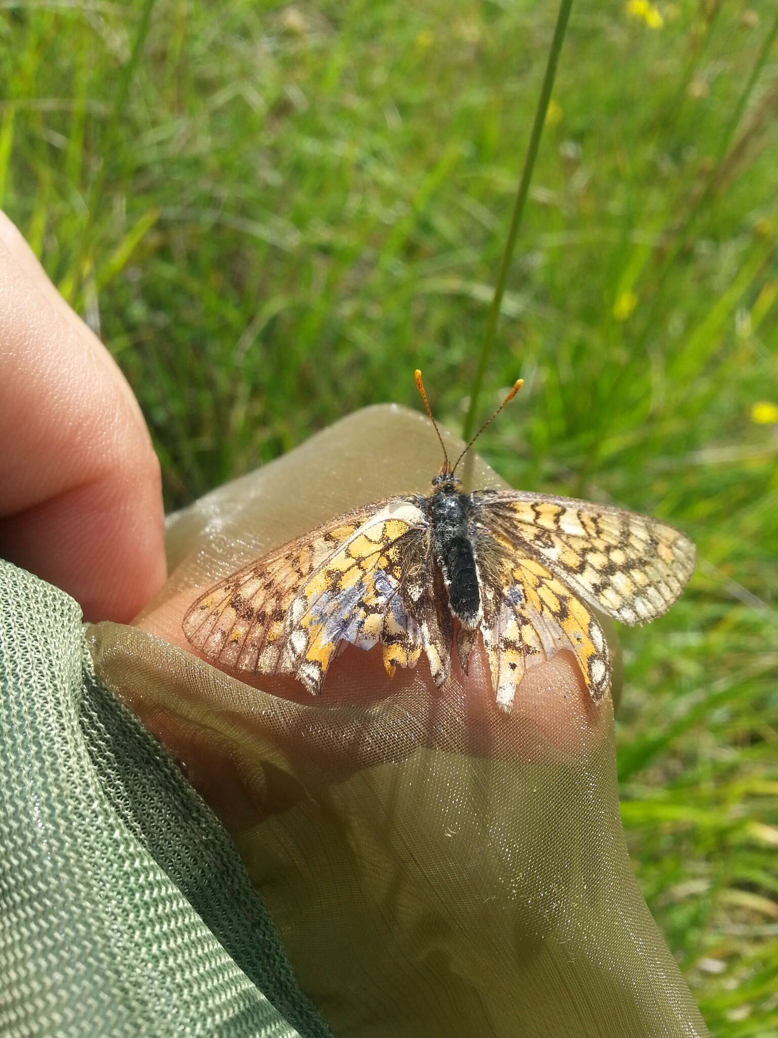 Euphydryas aurinia provincialis (Boisduval 1828)的圖片