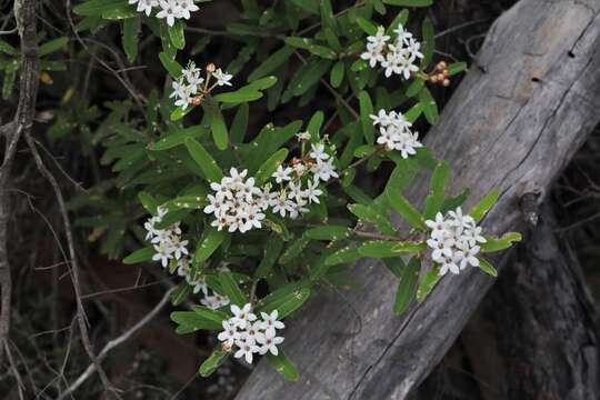 Image de Phebalium woombye (Bailey) Domin