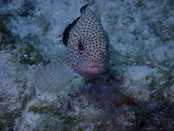 Слика од Epinephelus guttatus (Linnaeus 1758)