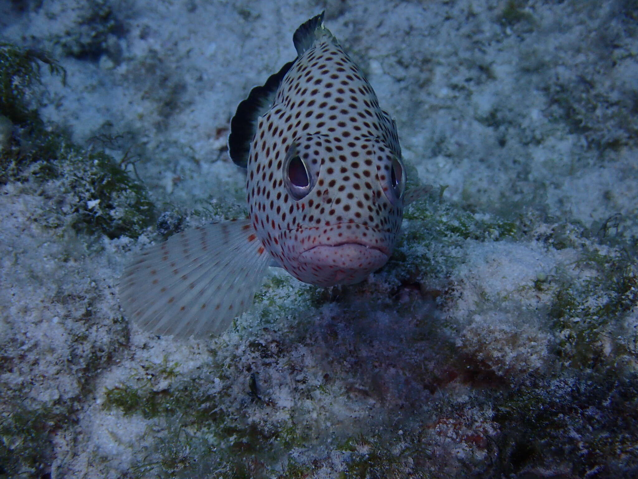 Epinephelus guttatus (Linnaeus 1758) resmi