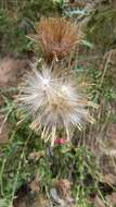 Image of <i>Cirsium <i>arizonicum</i></i> var. arizonicum