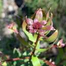 صورة Persoonia oleoides L. A. S. Johnson & P. H. Weston