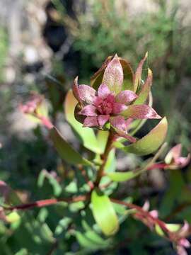 Image of Persoonia oleoides L. A. S. Johnson & P. H. Weston