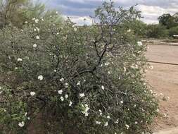 Cordia parvifolia A. DC. resmi