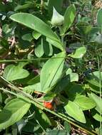 Image of Hibbertia scandens (Willd.) Gilg