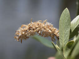 Salix lemmonii Bebb的圖片