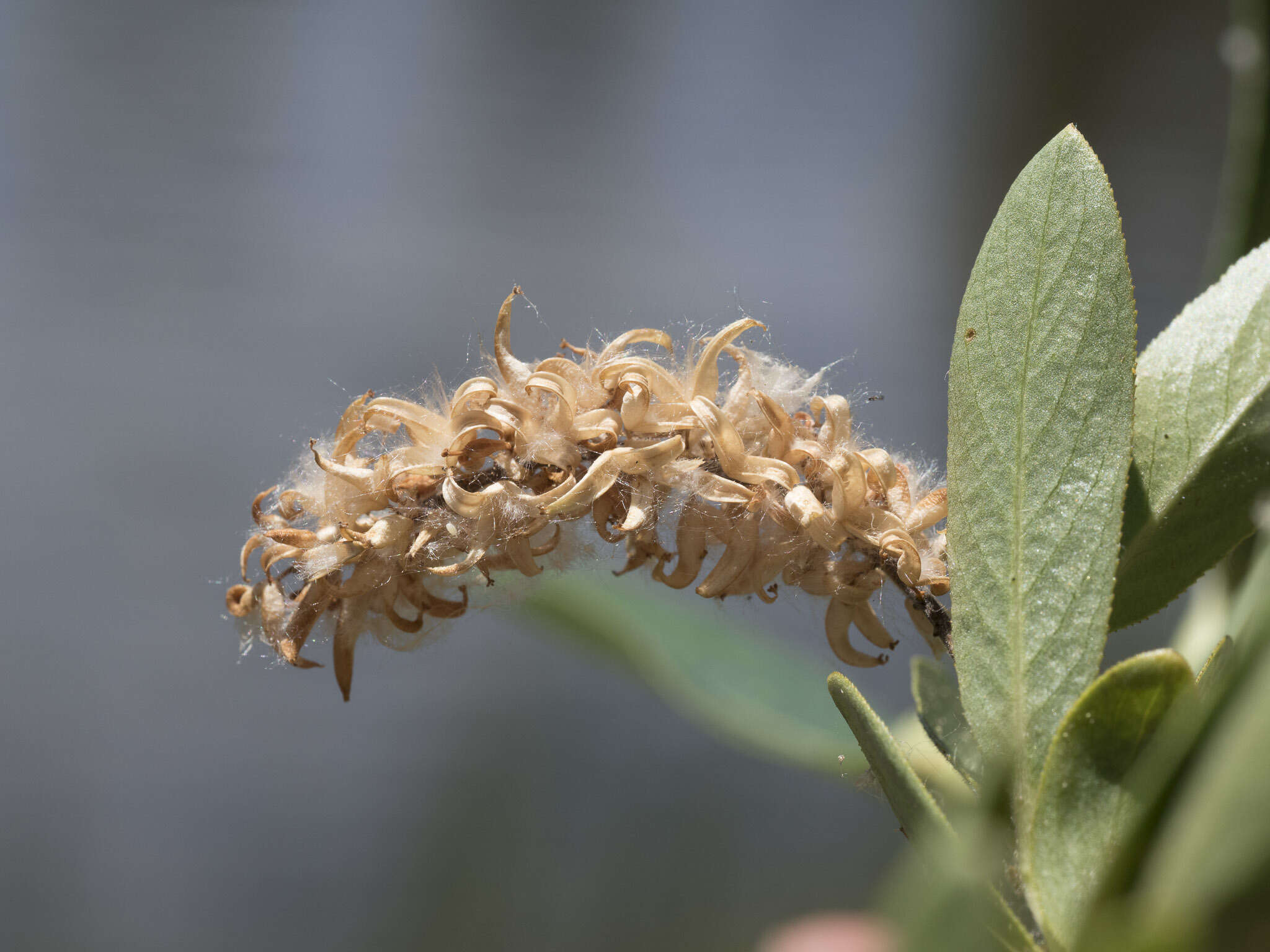 Salix lemmonii Bebb的圖片