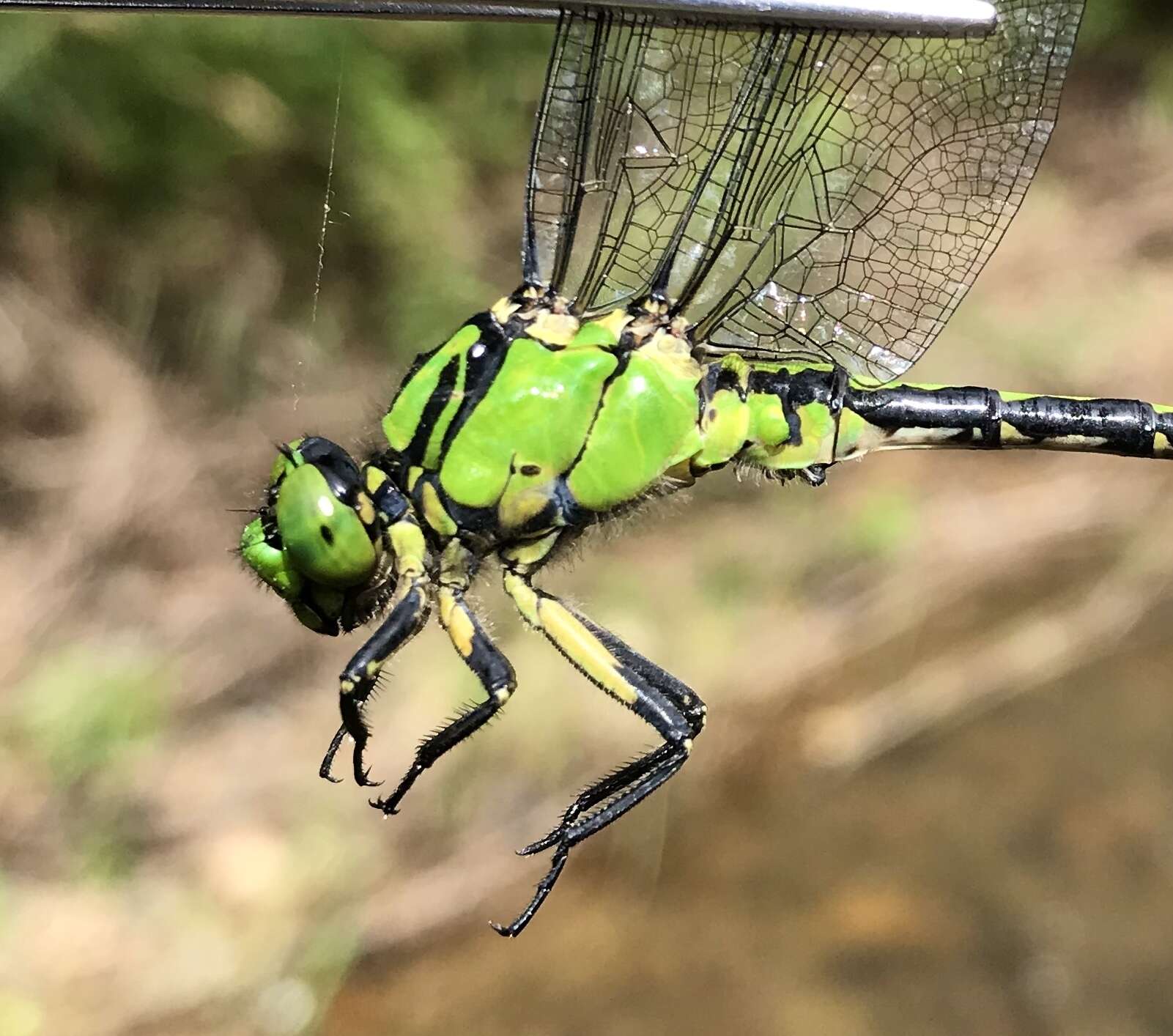 Imagem de Ophiogomphus obscurus Bartenev 1909