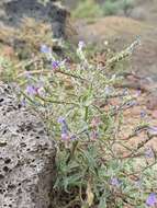 Echium bonnetii Coincy的圖片