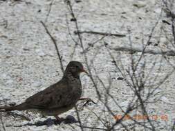 Plancia ëd Columbina passerina (Linnaeus 1758)