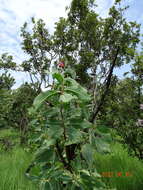 Image of Protea madiensis Engl.