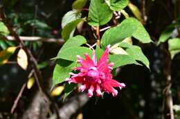 Image of Salvia wagneriana Pol.