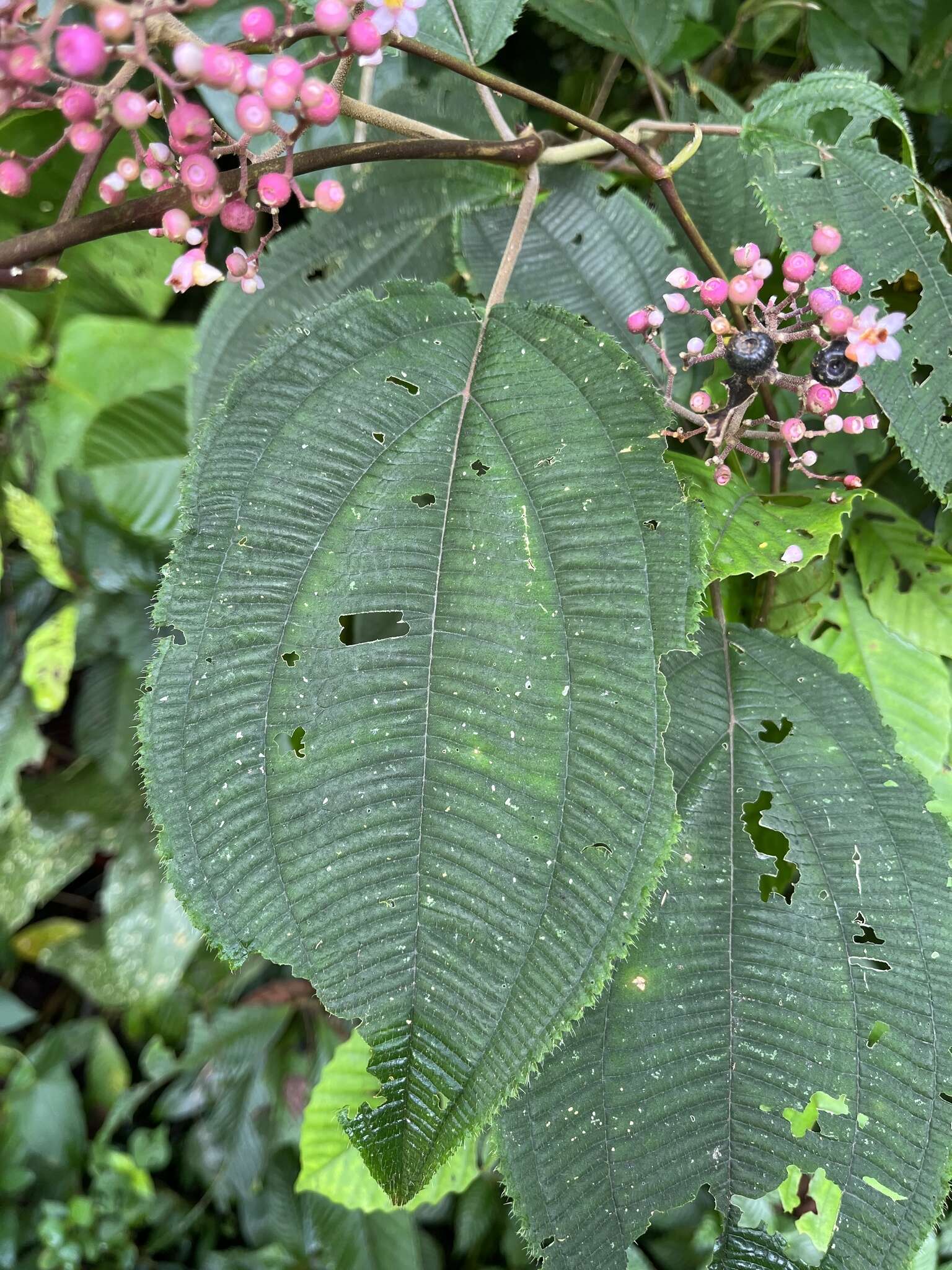 Conostegia subcrustulata (Beurl.) Triana的圖片