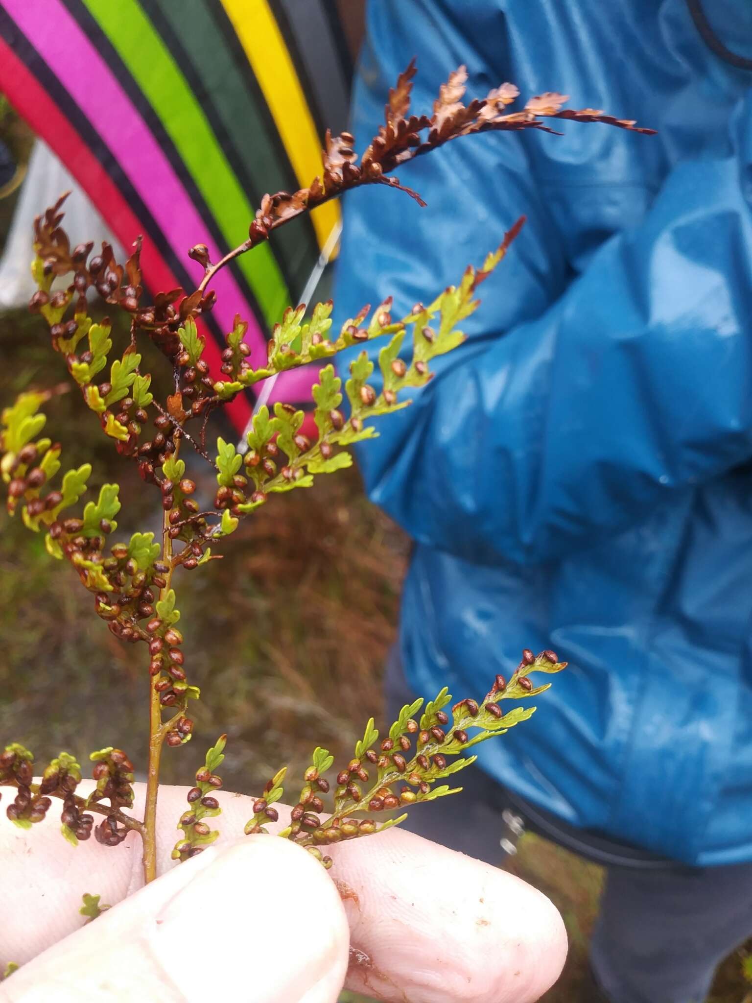 Image of Culcita coniifolia (Hook.) Maxon