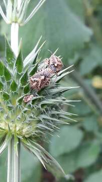 Image of African cluster bug