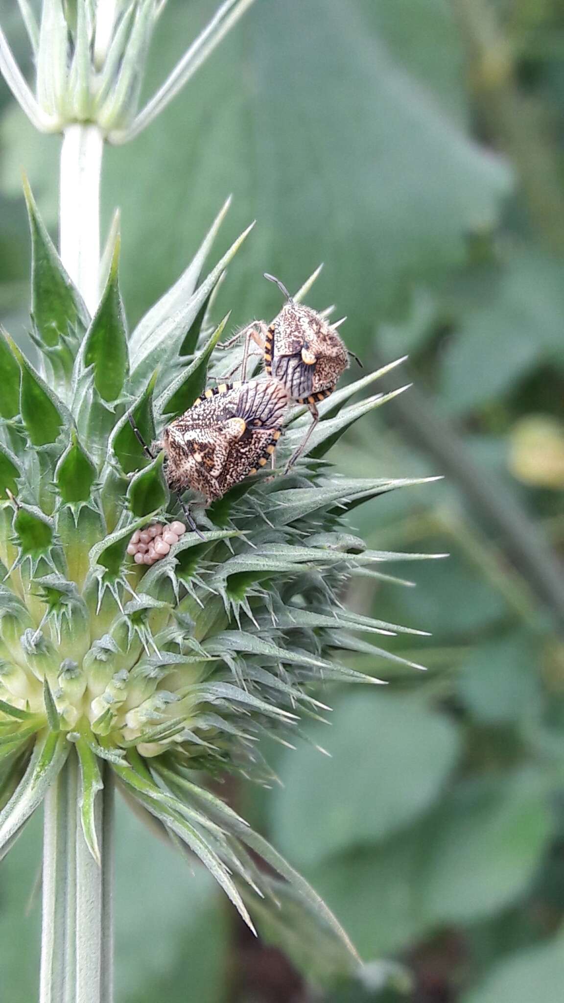 Image of African cluster bug