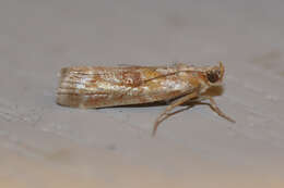 Image of Webbing Coneworm Moth