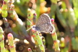 Image of Theclinesthes sulpitius (Miskin 1890)