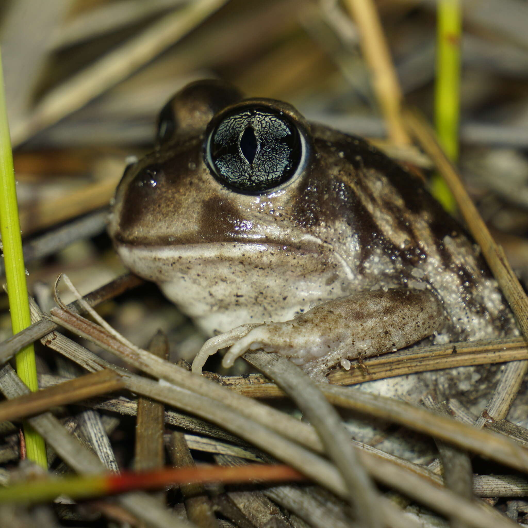 Imagem de Heleioporus psammophilus Lee & Main 1954