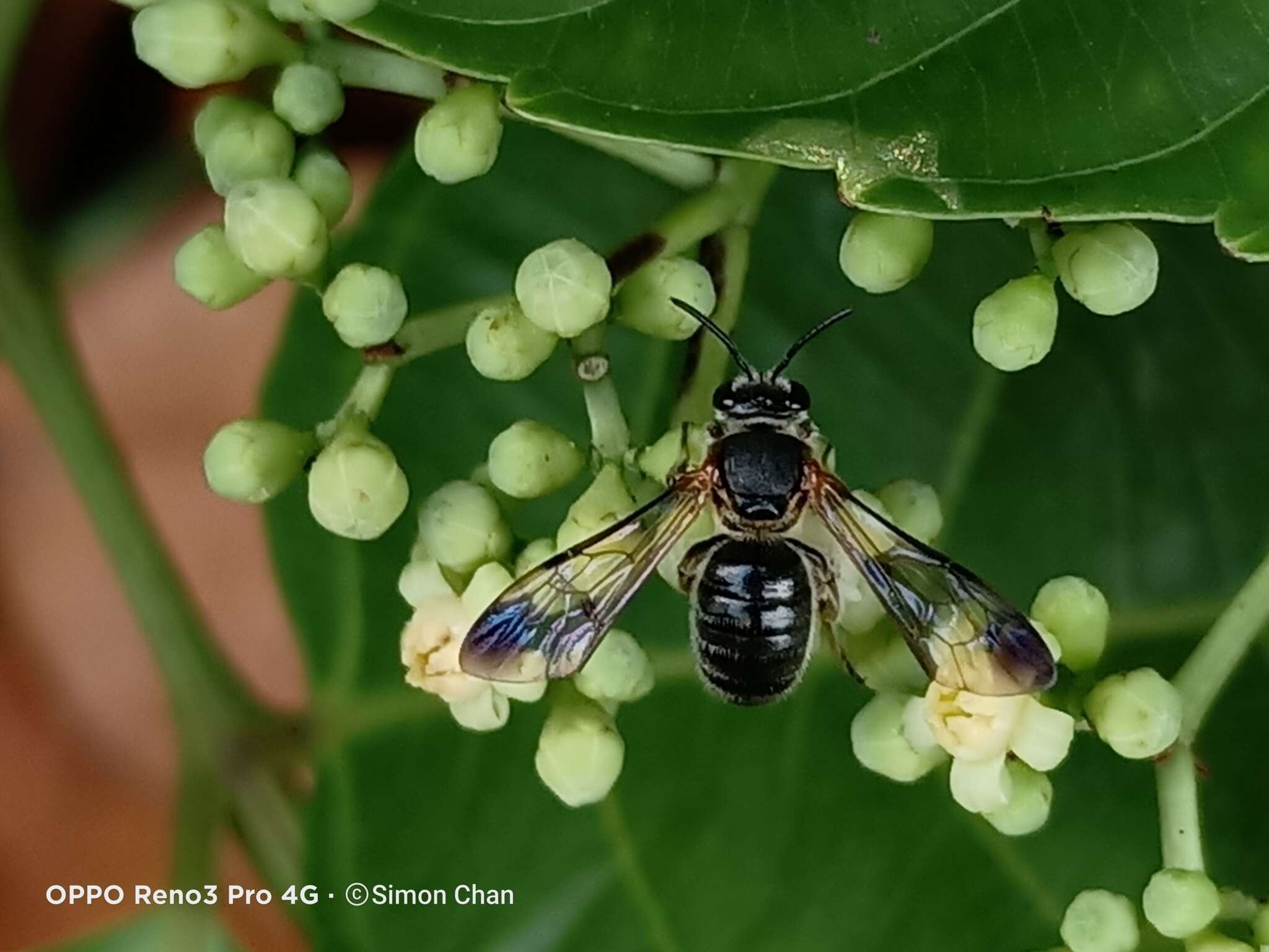 Nomia fuscipennis Smith 1875的圖片