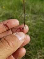 Image of Bog bedstraw