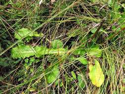 Image of Alepidea cordifolia