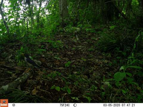 Image of Plumbeous-backed Thrush